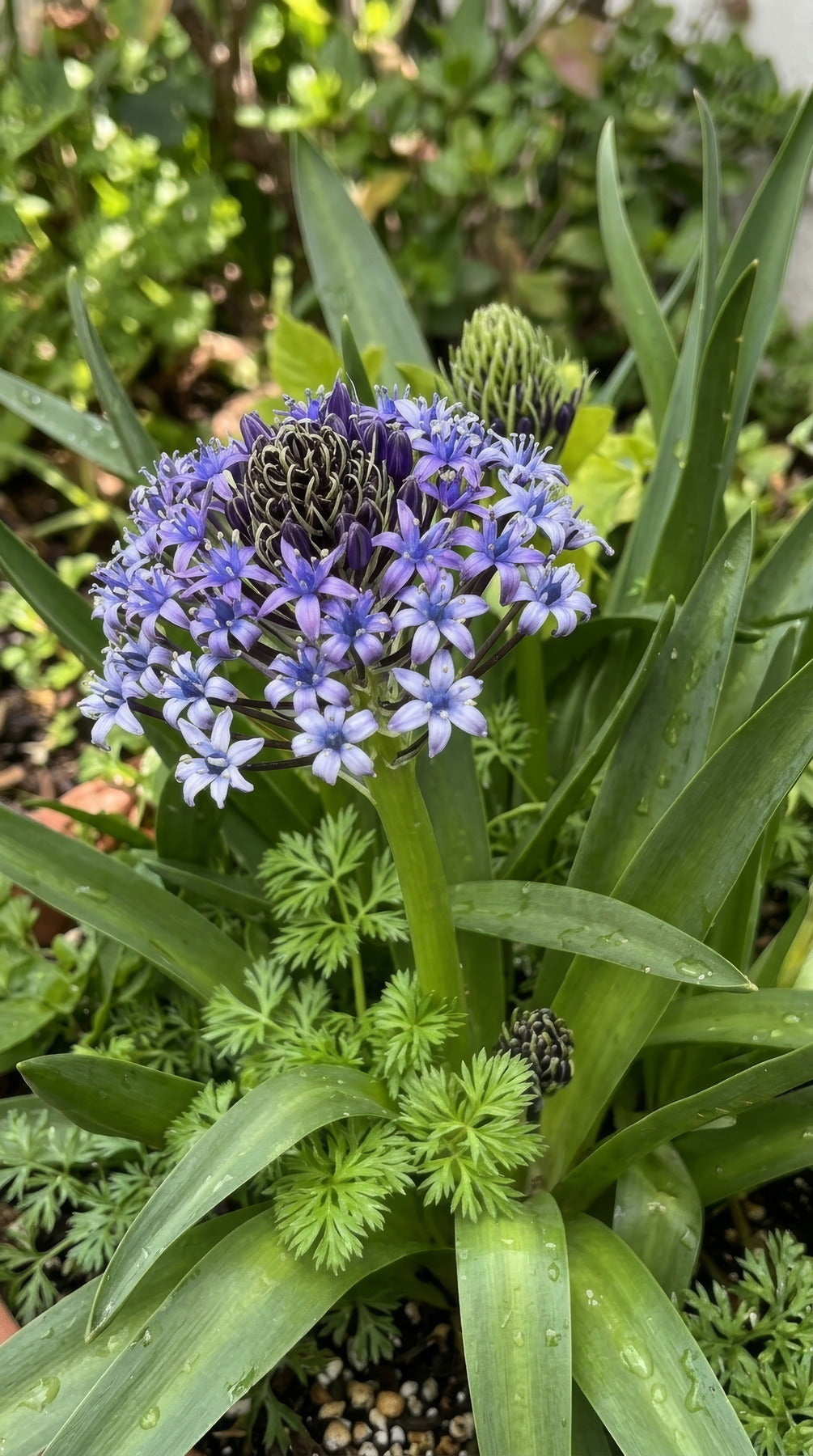Scilla peruviana - image 3