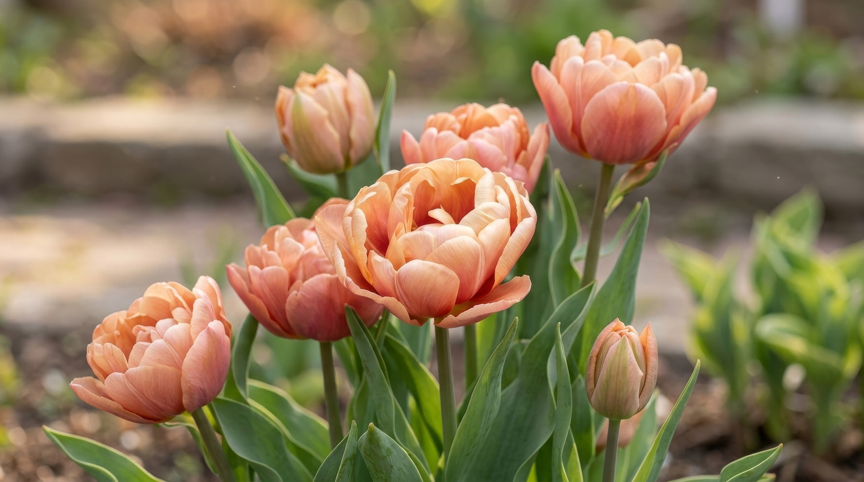Tulip 'Copper Image' - image 3