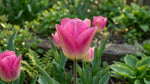 Tulip 'Dynasty' - image 3