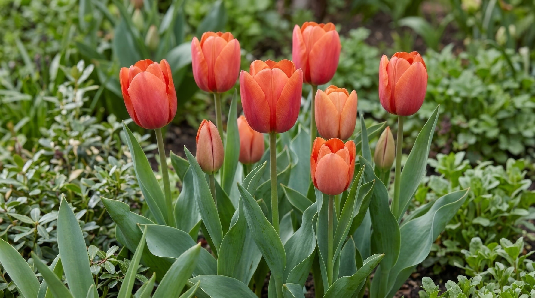 Tulip 'Jimmy' - image 3