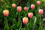 Tulip 'Menton' - image 3