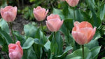 Tulip 'Mystic van Eijk' - image 3