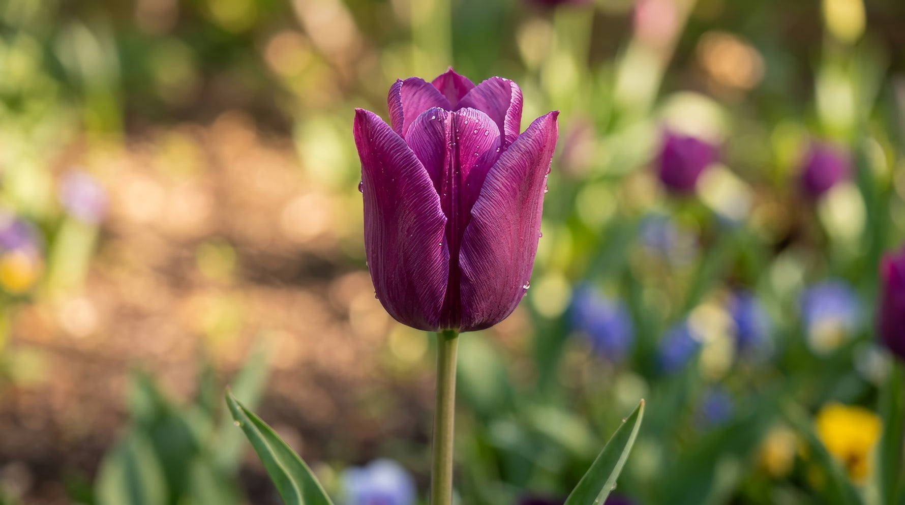 Tulip 'Purple Flag' - image 3