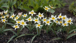 Tulip 'Turkestanica' - image 3