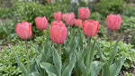 Tulip 'Van Eijk' - image 3