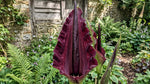 Dracunculus vulgaris - image 4