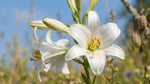 Lilium candidum - image 4