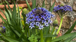 Scilla peruviana - image 4