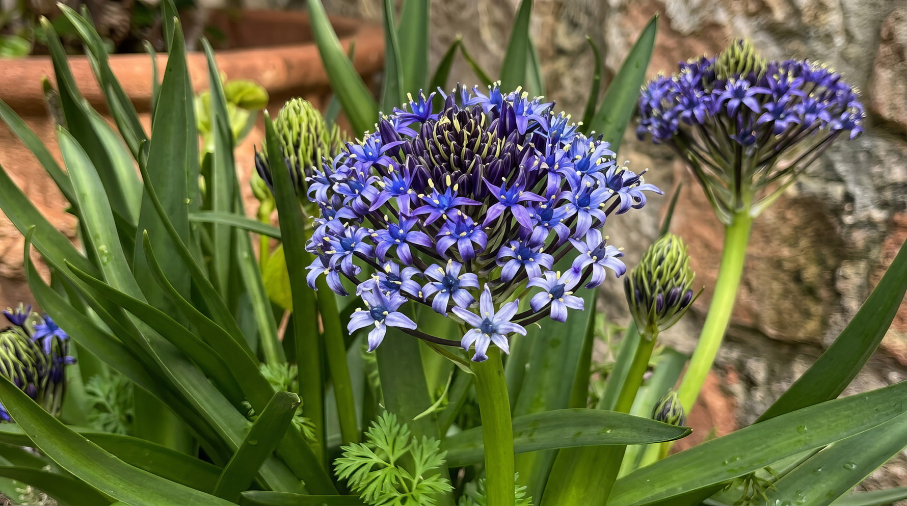 Scilla peruviana - image 4