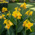 Canna 'Tropical Yellow' (Canna lily) – lily bulbs, product photo 3 (Harding & Bloom)