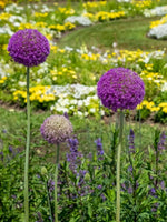 Allium 'Ambassador XXL' - Harding & Bloom