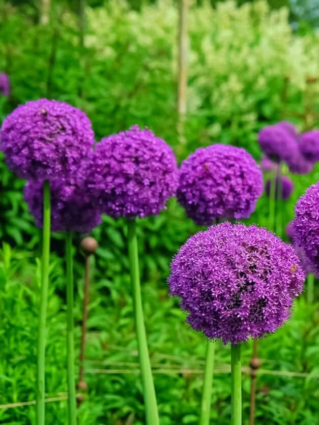 Allium 'Ambassador XXL' - Harding & Bloom