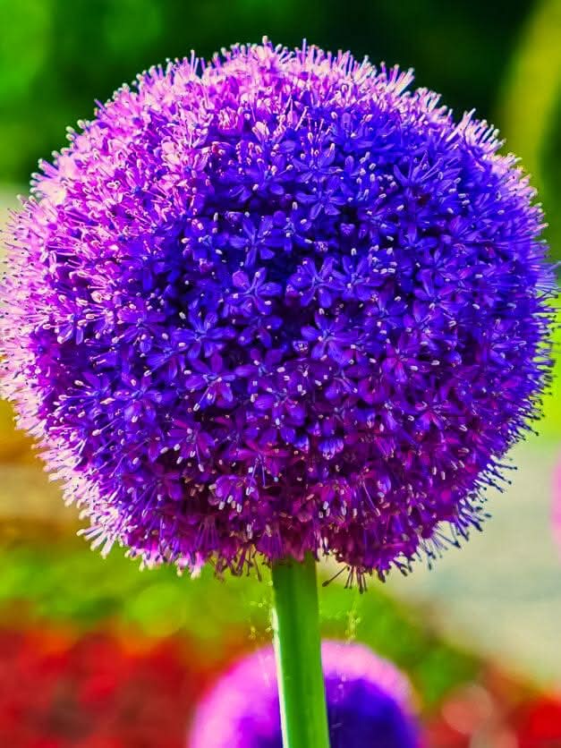 Allium 'Ambassador XXL' - Harding & Bloom