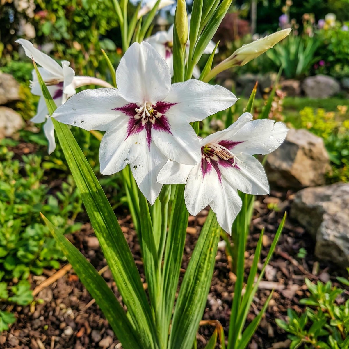 Gladiolus callianthus (Acidanthera) – gladiolus corms, product photo 4 (Harding & Bloom)