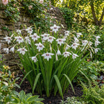 Gladiolus callianthus (Acidanthera) – gladiolus corms, product photo 3 (Harding & Bloom)