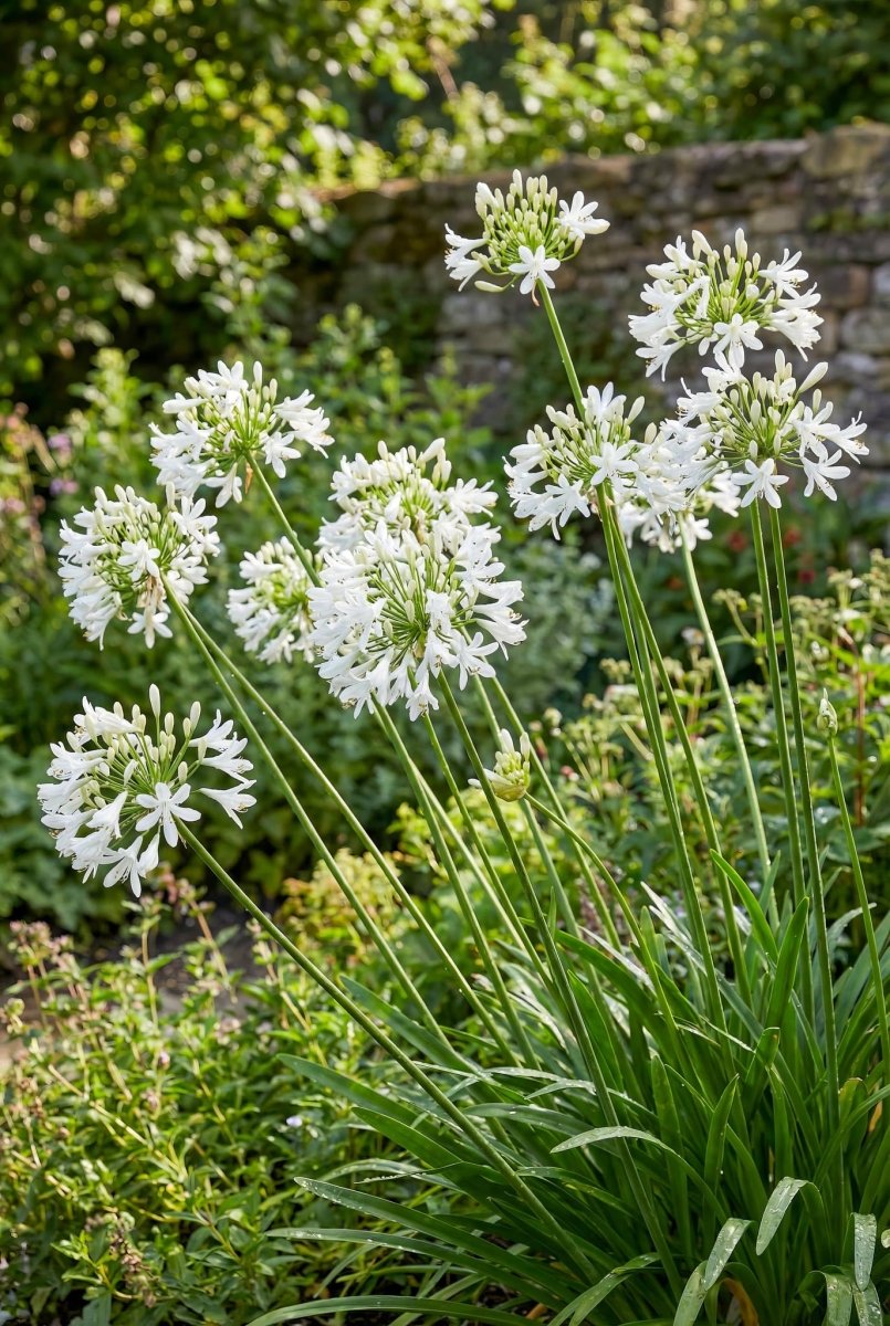 Agapanthus 'Polar Ice' (Lily of the Nile) – lily bulbs, product photo 4 (Harding & Bloom)