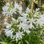 Agapanthus 'Polar Ice' (Lily of the Nile) – lily bulbs, main product photo (Harding & Bloom)