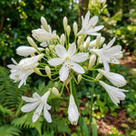 Agapanthus 'Polar Ice' (Lily of the Nile) – lily bulbs, product photo 3 (Harding & Bloom)