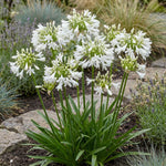 Agapanthus 'Polar Ice' (Lily of the Nile) – lily bulbs, product photo 2 (Harding & Bloom)