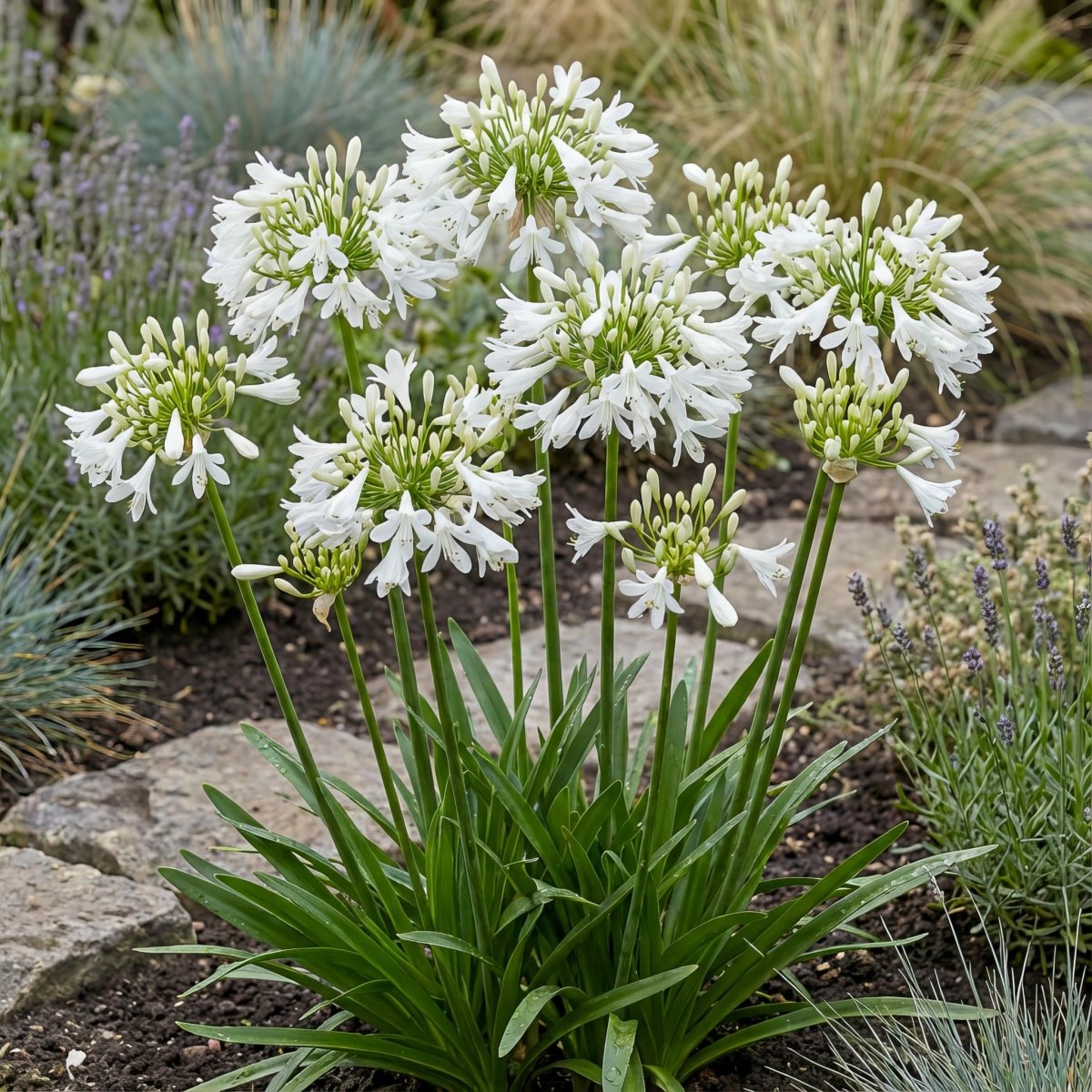 Agapanthus 'Polar Ice' (Lily of the Nile) – lily bulbs, product photo 2 (Harding & Bloom)