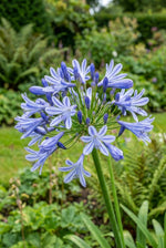 Agapanthus africanus 'Dokter Brouwer' (Lily of the Nile) – lily bulbs, product photo 2 (Harding & Bloom)