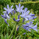 Agapanthus africanus 'Dokter Brouwer' (Lily of the Nile) – lily bulbs, main product photo (Harding & Bloom)
