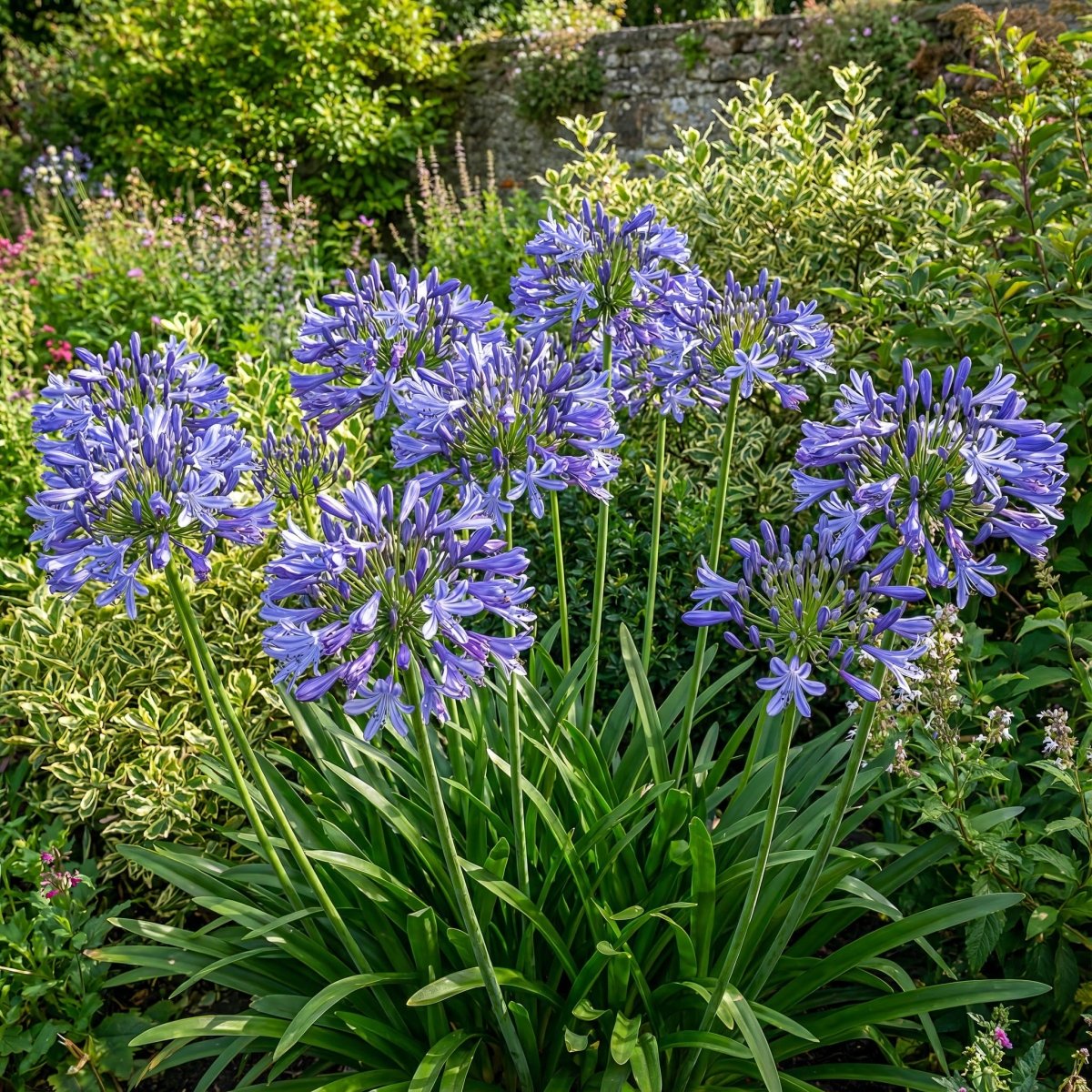 Agapanthus africanus 'Dokter Brouwer' (Lily of the Nile) – lily bulbs, product photo 3 (Harding & Bloom)