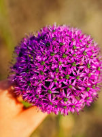 Allium 'Gladiator' - Harding & Bloom