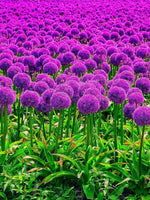 Allium 'Gladiator' - Harding & Bloom