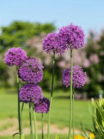 Allium 'Gladiator' - Harding & Bloom