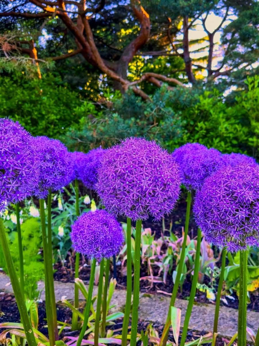 Allium 'Globemaster' - Harding & Bloom