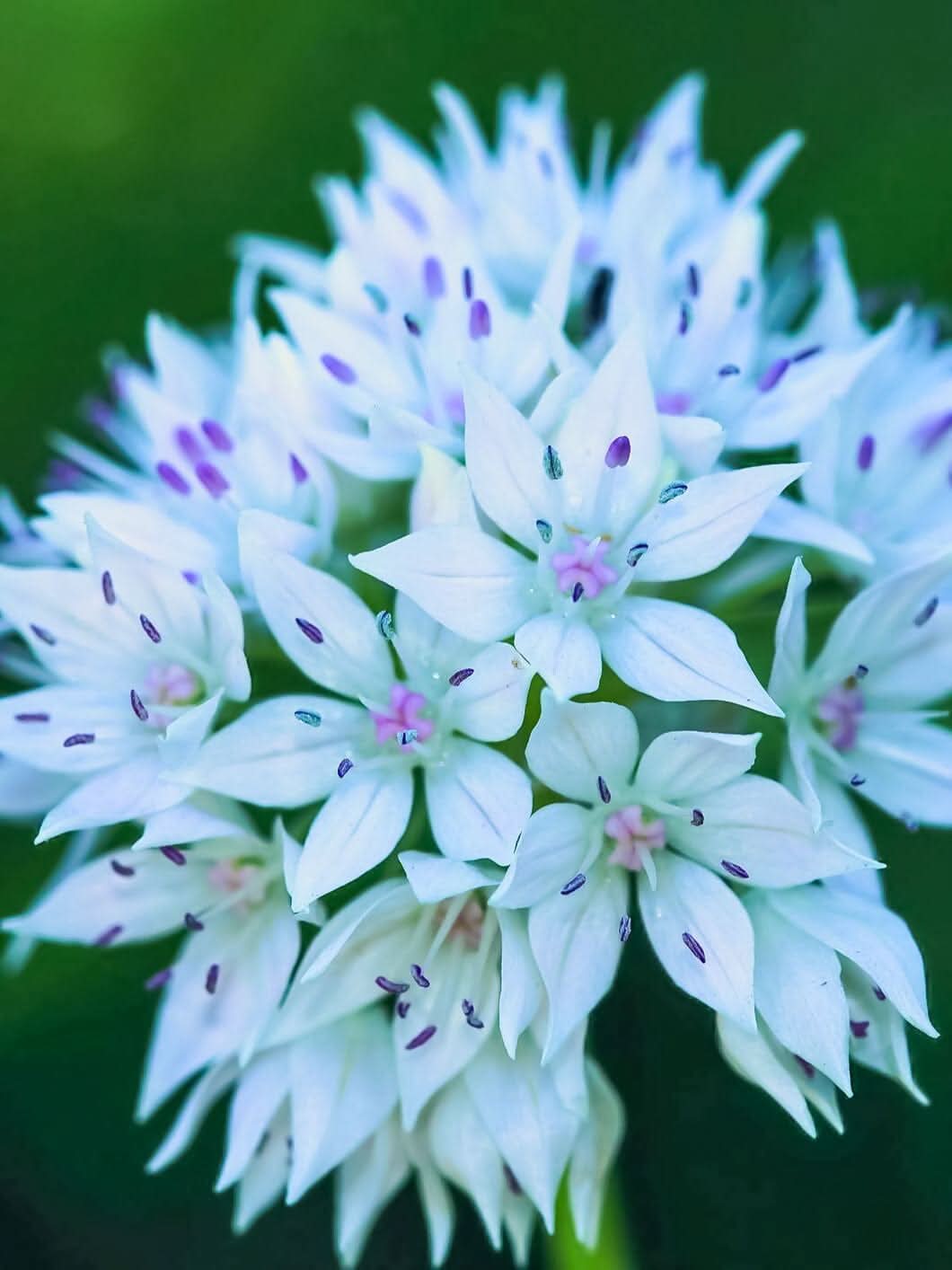 Allium 'Graceful Beauty' - Harding & Bloom