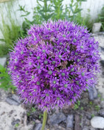 Allium 'His Excellency' - Harding & Bloom