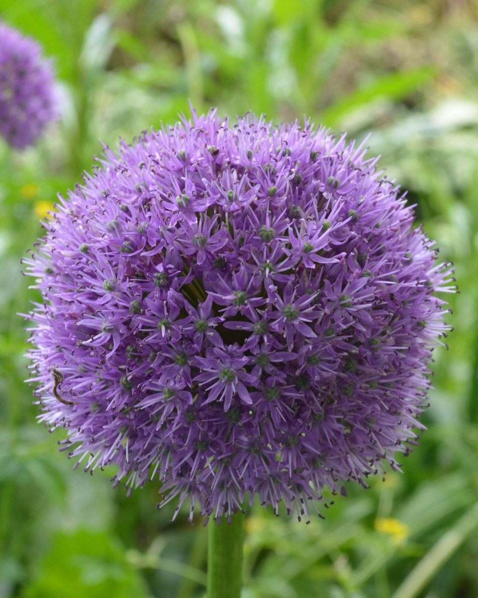 Allium 'His Excellency'