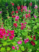 Alcea 'Hollyhock Mix' - Harding & Bloom