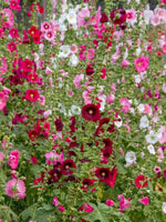 Alcea 'Hollyhock Mix' - Harding & Bloom