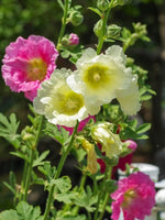 Alcea 'Hollyhock Mix' - Harding & Bloom
