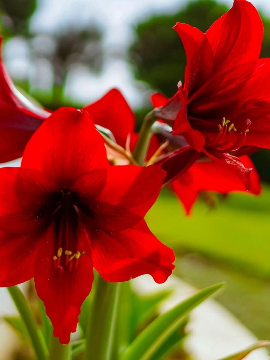 Amaryllis 'Red Lion' - Harding & Bloom