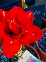 Amaryllis 'Cherry Nymph' - Harding & Bloom