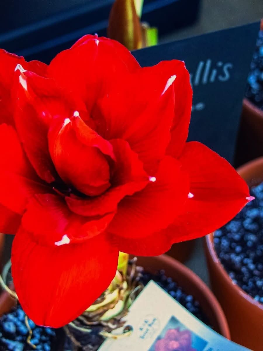 Amaryllis 'Cherry Nymph' - Harding & Bloom