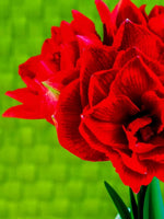 Amaryllis 'Cherry Nymph' - Harding & Bloom