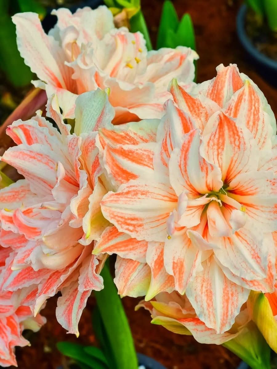 Amaryllis 'Dancing Queen' - Harding & Bloom