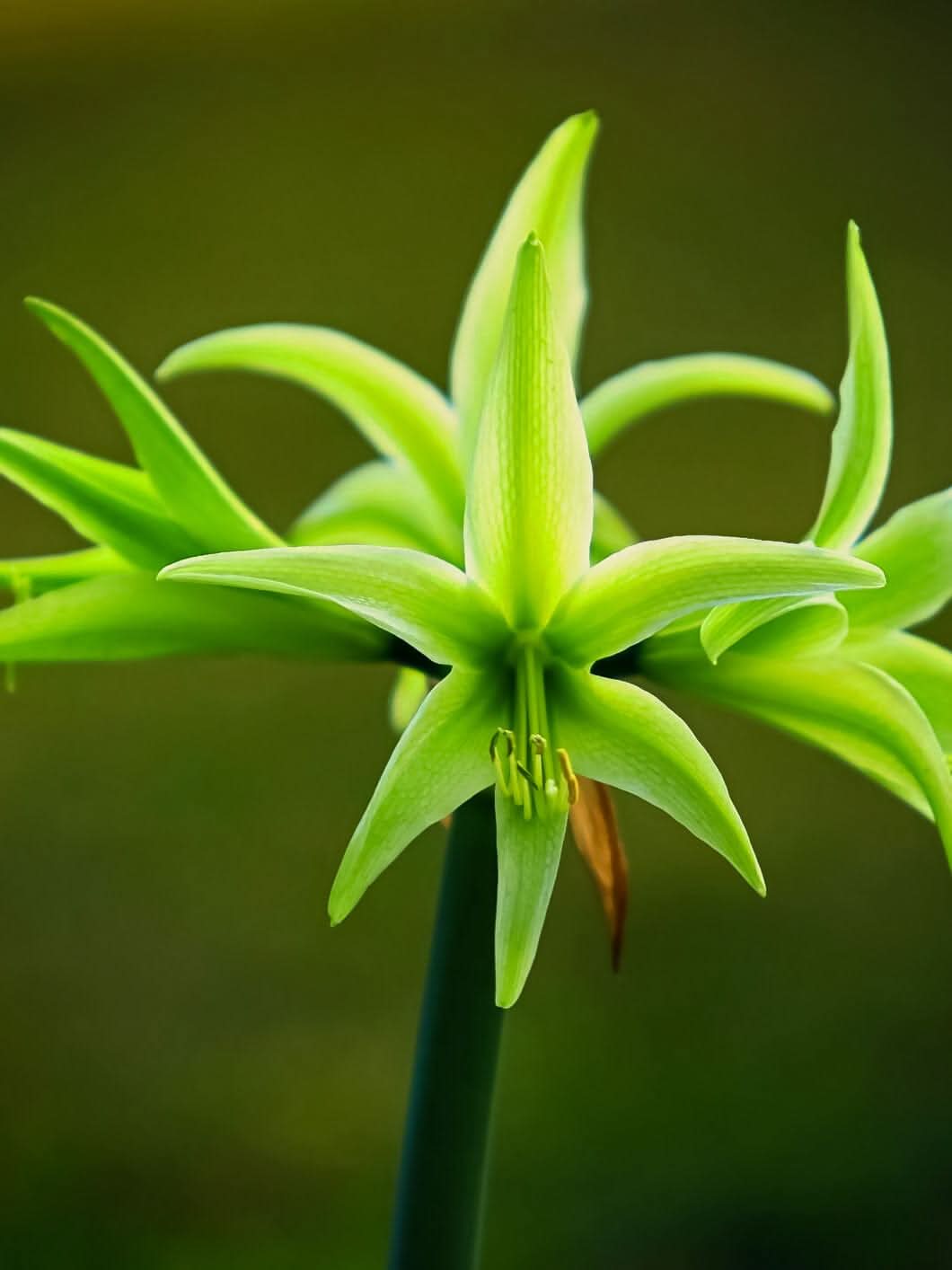 Amaryllis 'Evergreen' - Harding & Bloom