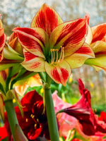 Amaryllis 'Exotic Star' - Harding & Bloom