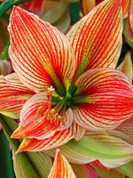 Amaryllis 'Exotic Star' - Harding & Bloom