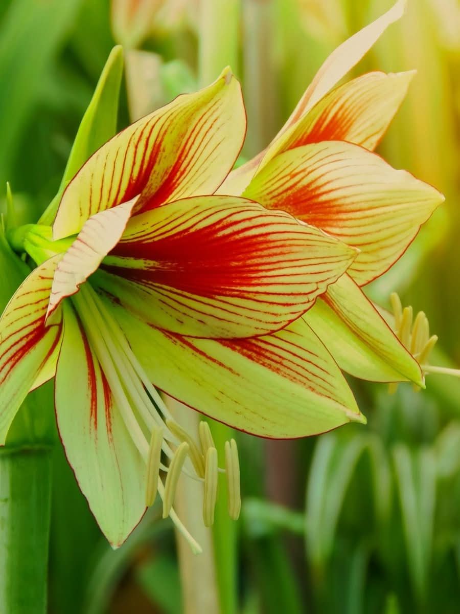 Amaryllis 'Green Magic' - Harding & Bloom