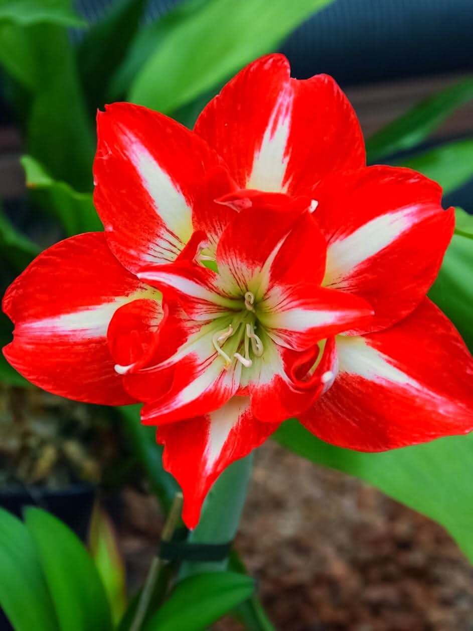 Amaryllis 'Minerva' - Harding & Bloom