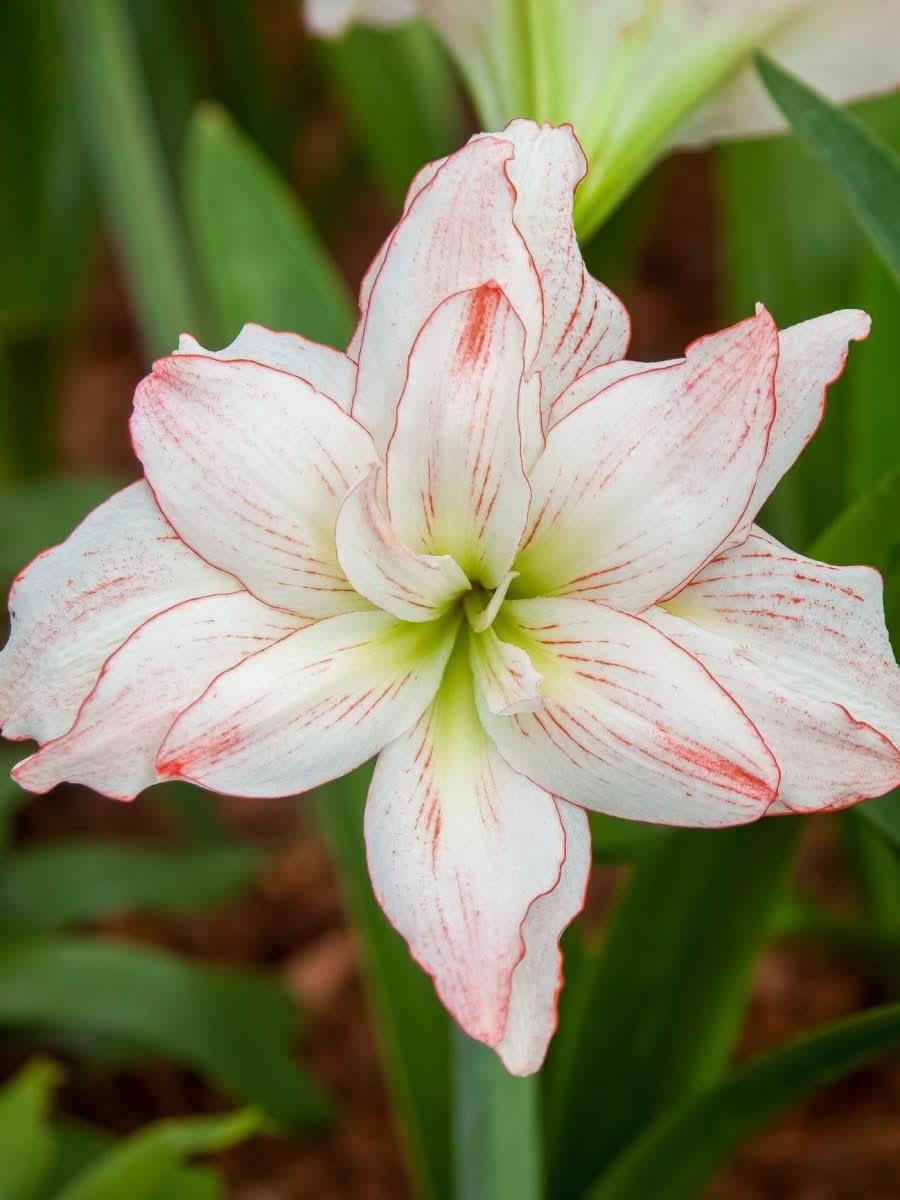 Amaryllis 'Nymph' - Harding & Bloom