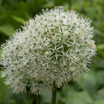 Allium 'Mount Everest' - Harding & Bloom