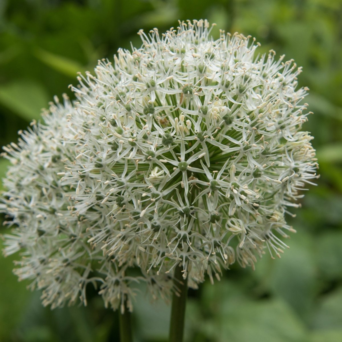 Allium 'Mount Everest' - Harding & Bloom